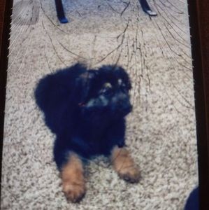 Meet your Posher, Andru